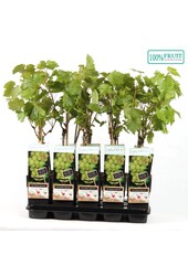 Vitis Lakemount (veredelt) P15