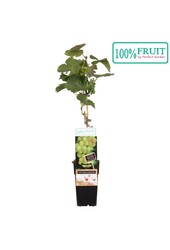 Vitis Lakemount (veredelt) P15