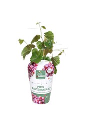 Vitis hybrid RazzMatazz® P14