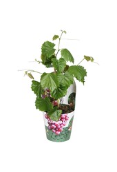 Vitis hybrid RazzMatazz® P14