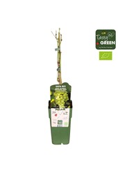 Vitis vinifera Johanniter Bio P15