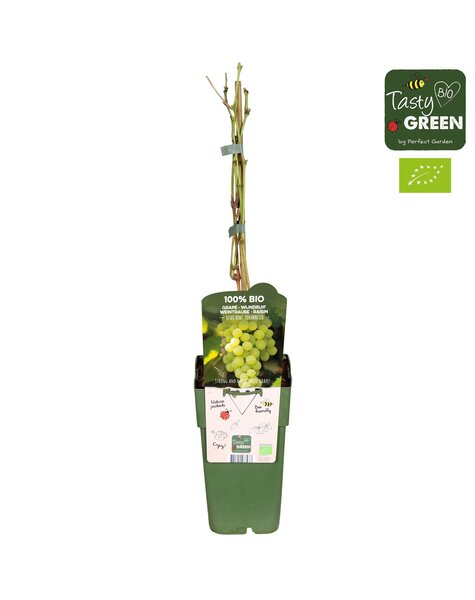 Vitis vinifera Johanniter Bio P15