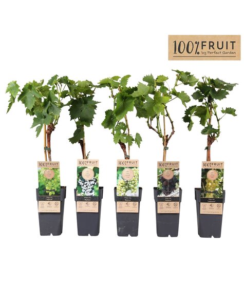 Vitis Mix Tray veredelt P15