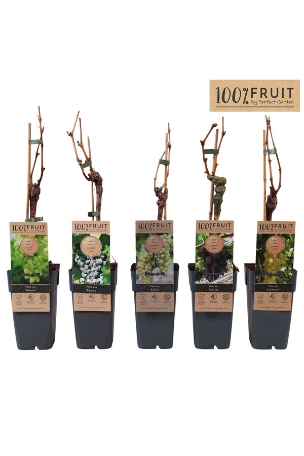 Vitis Mix Tray veredelt P15