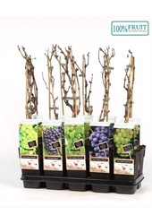 Vitis Mix Tray veredelt P15