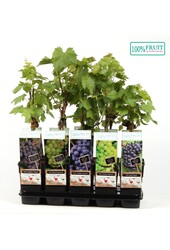 Vitis Mix Tray veredelt P15