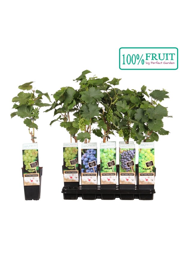 Vitis Mix Tray veredelt P15