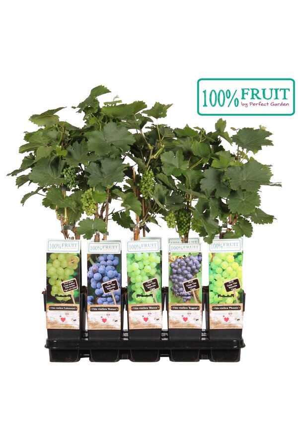 Vitis Mix Tray veredelt P15