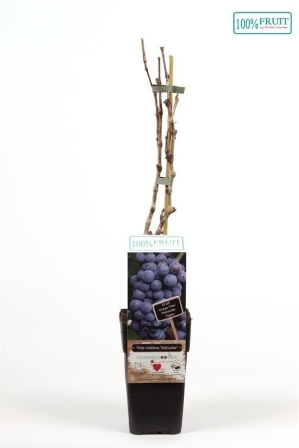 Vitis Schuyler P15