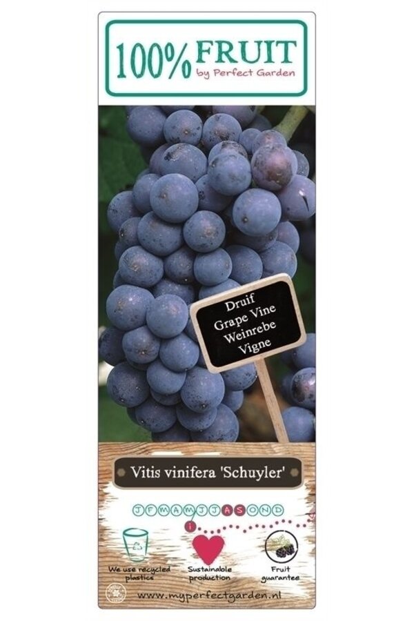 Vitis Schuyler P15