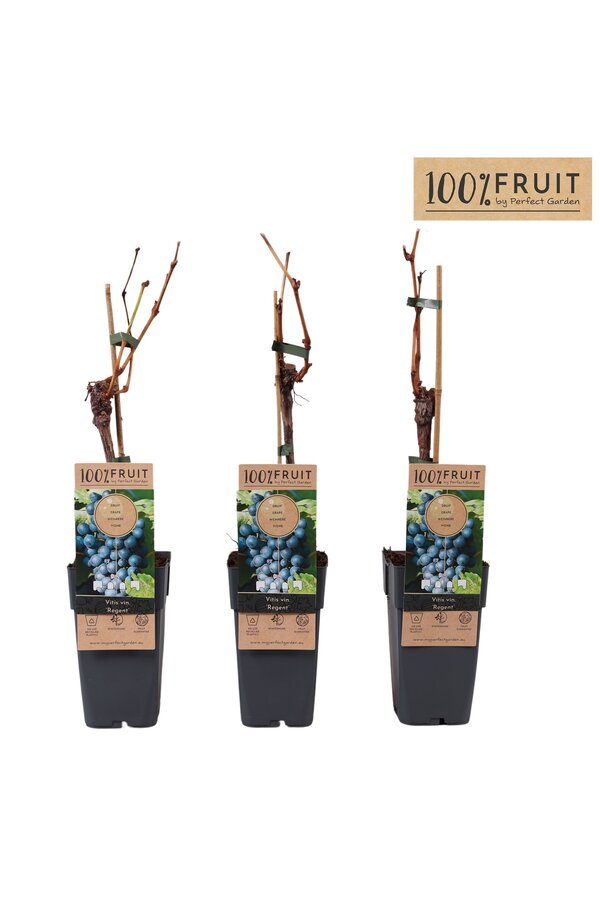 Vitis Regent (veredelt) P15