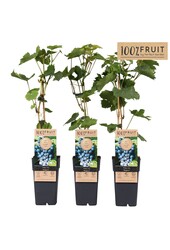 Vitis Regent (veredelt) P15