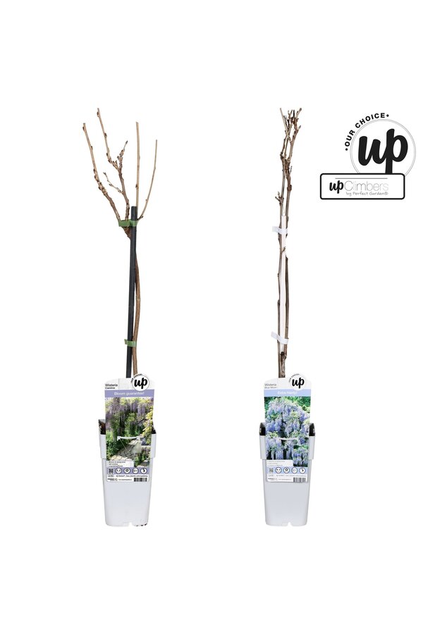 Wisteria Our Choice Mischschale P15