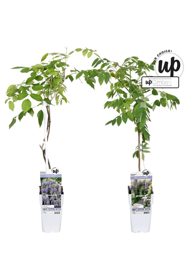 Wisteria Our Choice Mischschale P15