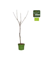 Prunus avium Stella Bio P27 Niederstamm