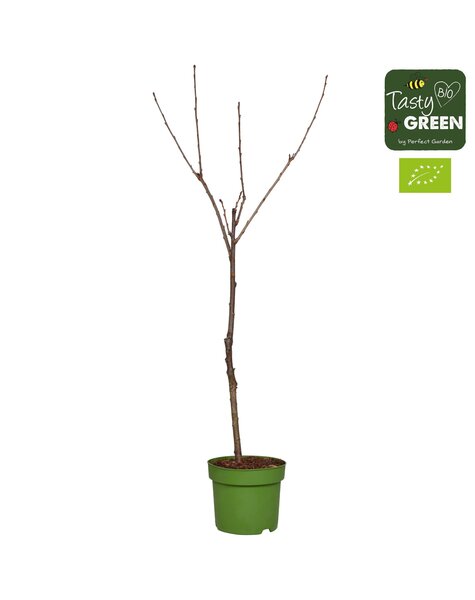 Prunus avium Stella Bio P27 Niederstamm