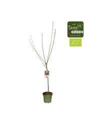 Prunus avium Stella Bio P27 Niederstamm