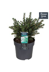 Picea omorika Karel P14