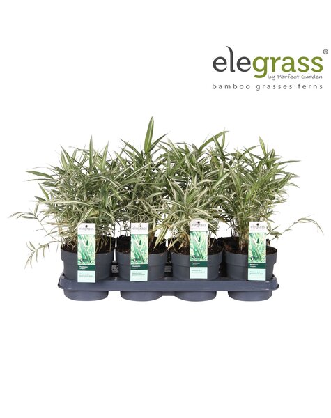 Pleioblastus variegatus P14