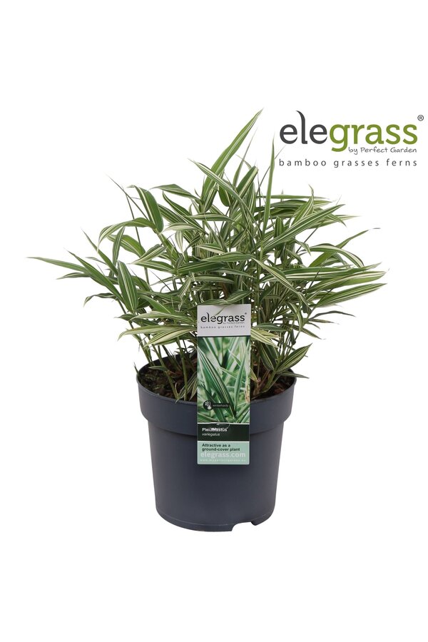 Pleioblastus variegatus P14