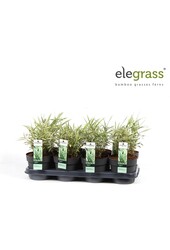 Pleioblastus variegatus P14