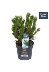 Pinus mugo mughus P14