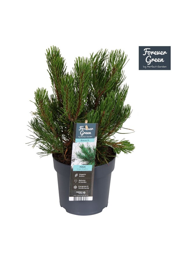 Pinus mugo mughus P14