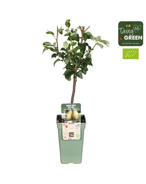 Pyrus communis Conference Bio P19