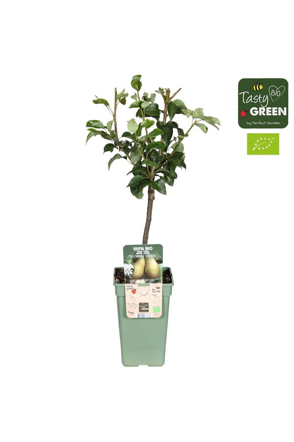Pyrus communis Conference Bio P19