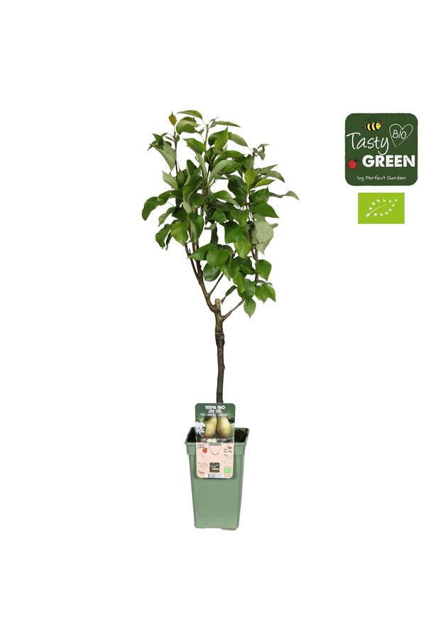 Pyrus communis Conference Bio P19