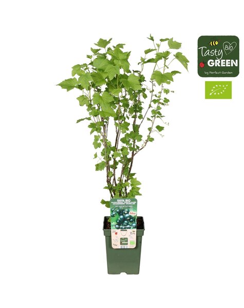 Ribes nigrum Black Marble Bio P23