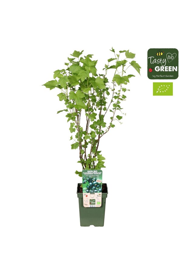 Ribes nigrum Black Marble Bio P23