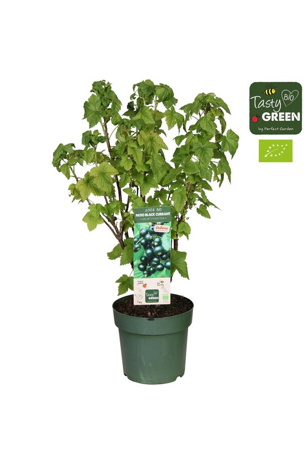 Ribes Low.® Little Black Sugar® Patio Bio P23