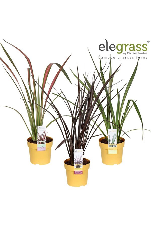 Phormium-Mix niedrig P14