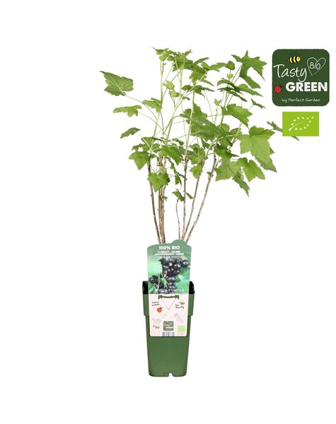 Ribes nigrum Ben Nevis Bio P15