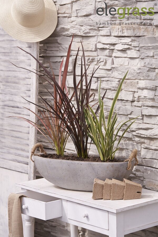 Phormium Mix-Schale P14