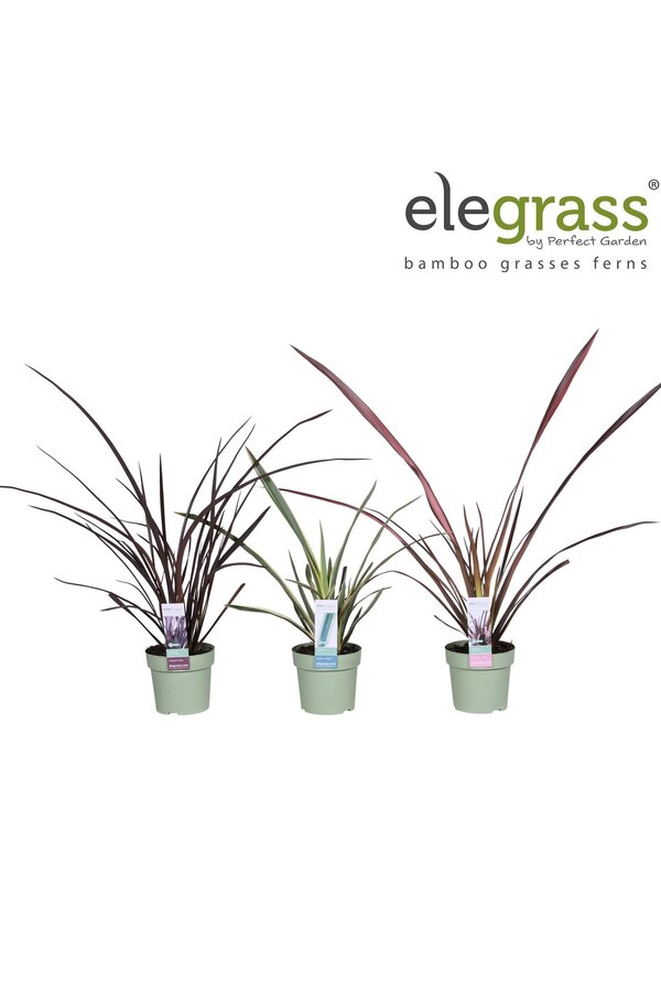 Phormium Mix-Schale P14