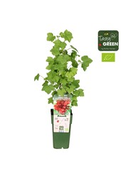 Ribes rubrum Jonkheer van Tets Bio P15