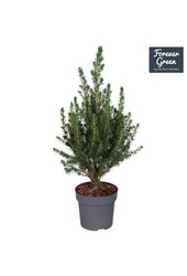 Picea glauca Conica Forever Green P14