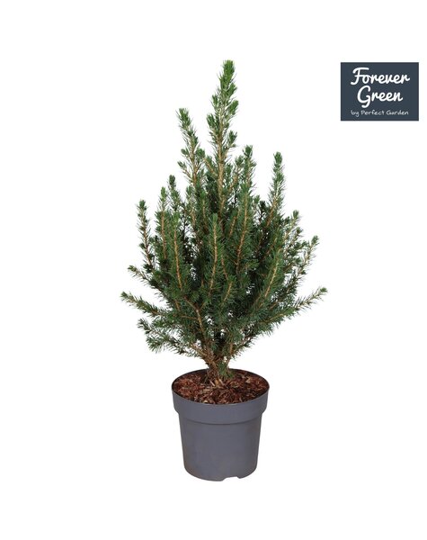 Picea glauca Conica Forever Green P14