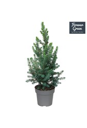 Picea glauca Conica Forever Green P14