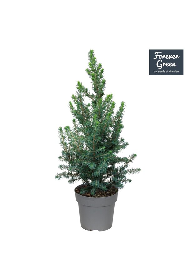 Picea glauca Conica Forever Green P14