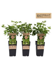 Ribes uva-crispa Hinnonmäki Grön P15