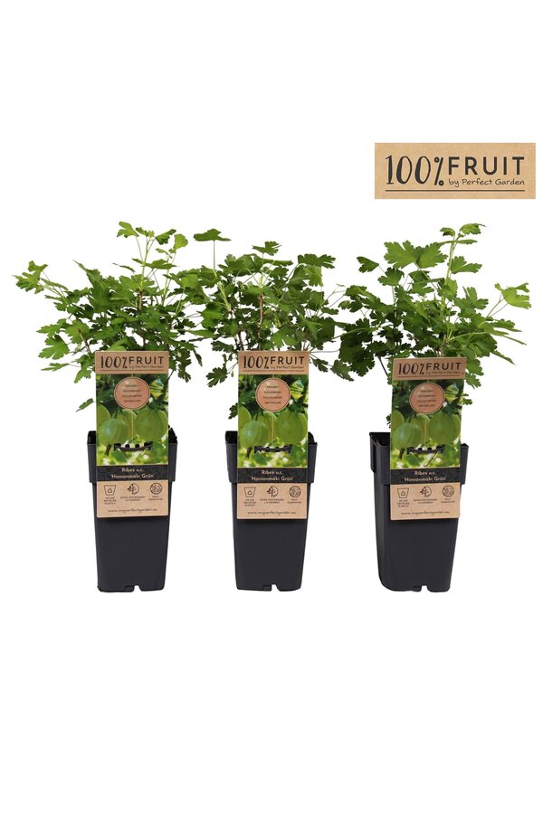 Ribes uva-crispa Hinnonmäki Grön P15
