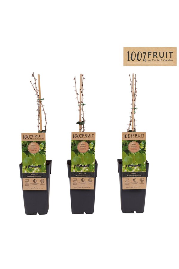 Ribes uva-crispa Hinnonmäki Grön P15