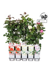 Rosa Our Choice Mix-Schale P15