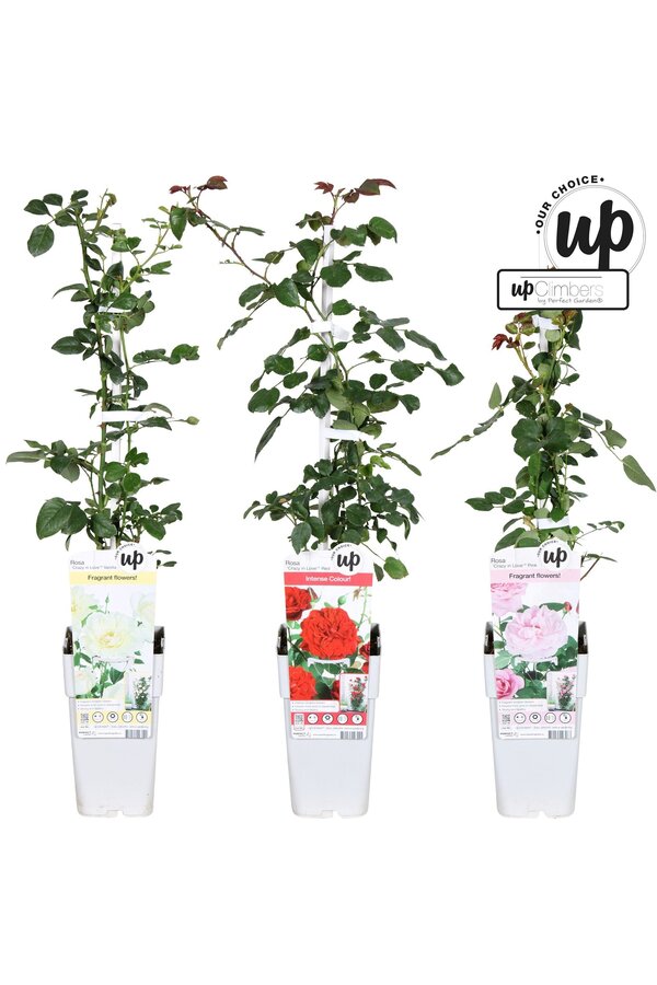 Rosa Our Choice Mix-Schale P15