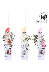 Rosa Our Choice Mix-Schale P15