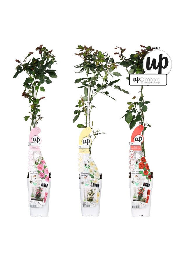 Rosa Our Choice Mix-Schale P15