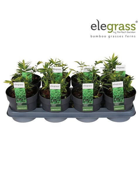 Pleioblastus pygmaeus Distichus P14